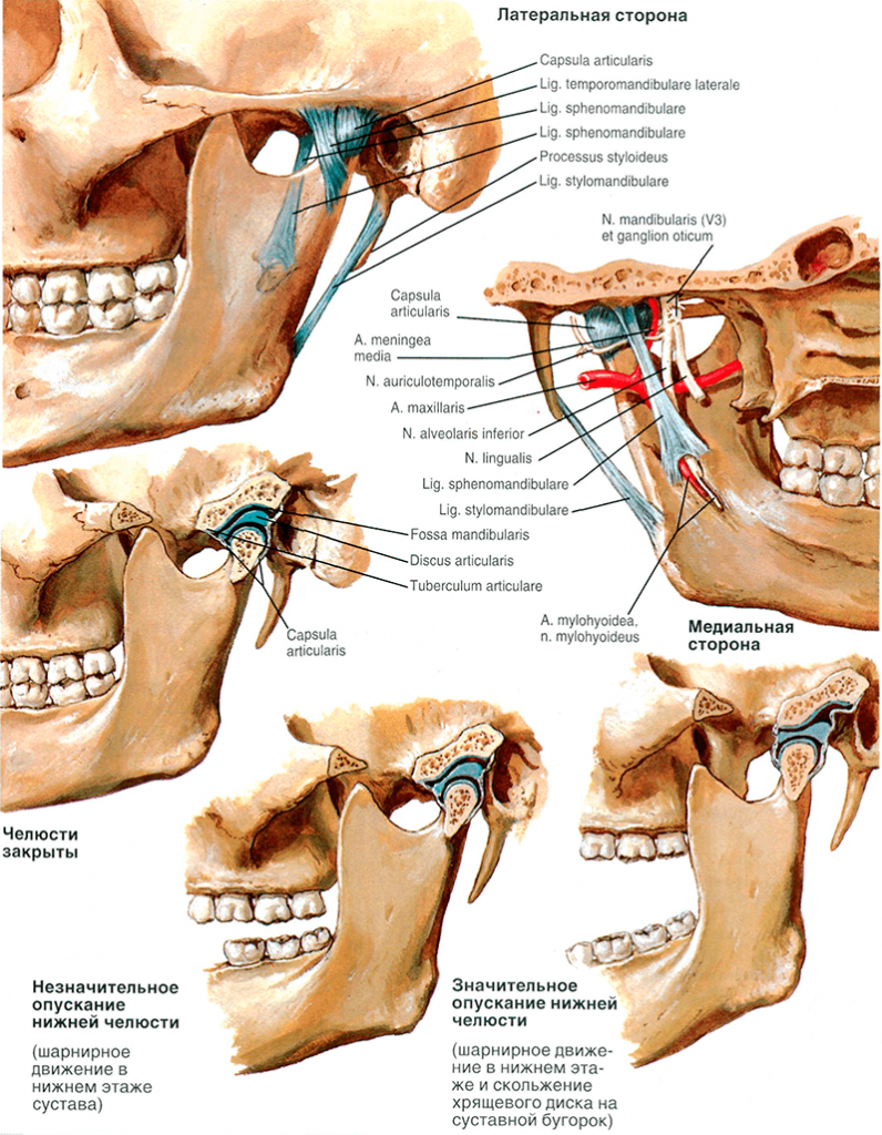 Верхне нижнечелюстной сустав анатомия. Височно-нижнечелюстной сустав анатомия. Суставной отросток нижней челюсти соединяется с. Височно-нижнечелюстной сустав строение.