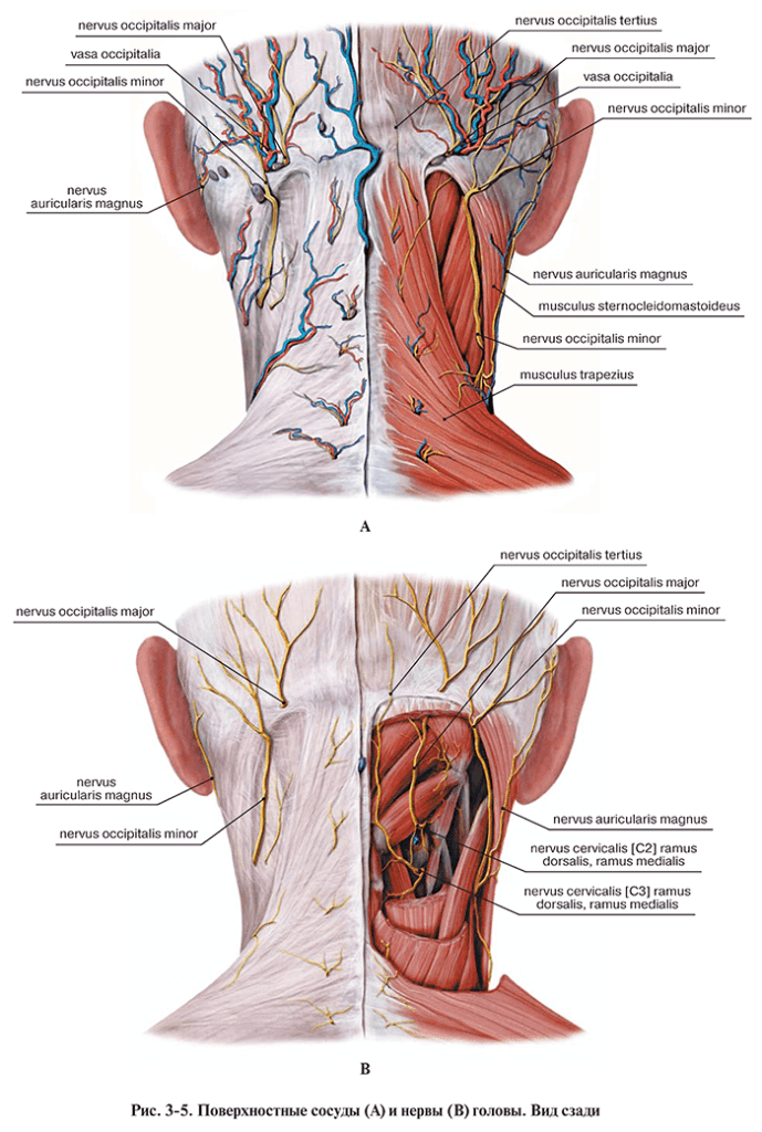 Затылочный нерв. Нервы шеи и головы сзади. Большой затылочный нерв анатомия. Nervus occipitalis Minor. Зона иннервации затылочного нерва.